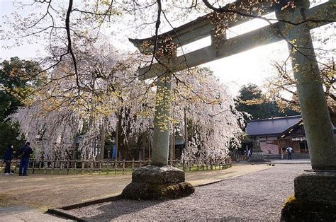 Asuwa Shrine, Fukui - Tripadvisor