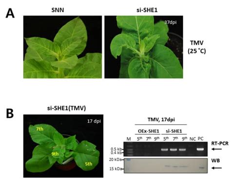 The Virus-Induced Transcription Factor SHE1 Interacts with and ...