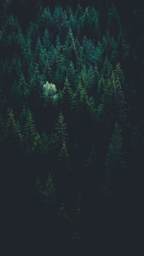Forest Computer Wallpaper 的图像结果