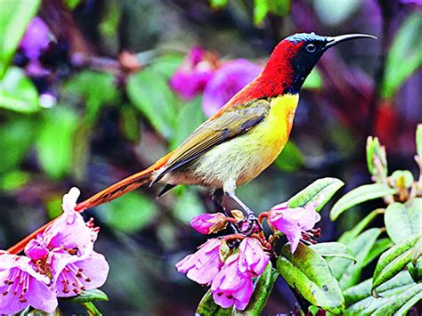 ‘From rhododendrons to caterpillar fungus, life thrives in the ...