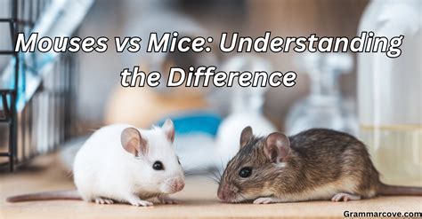Mouses vs Mice: What's the Correct Plural of Mouse? - Grammar Cove