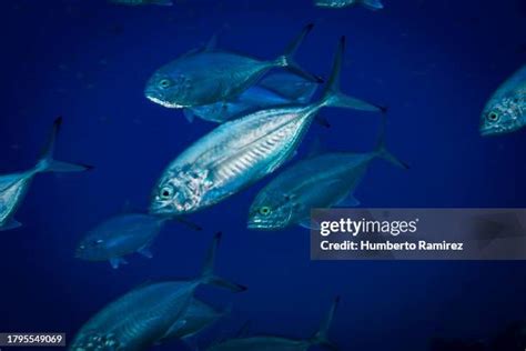 Image result for Blue Runner Fish Speed Video