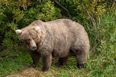 World Record Grizzly Bear