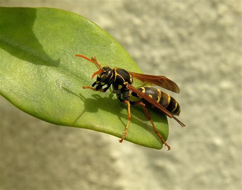 Wasps Meaning