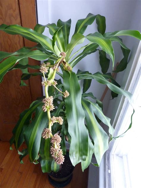Corn plant, Dracaena plant, Plants