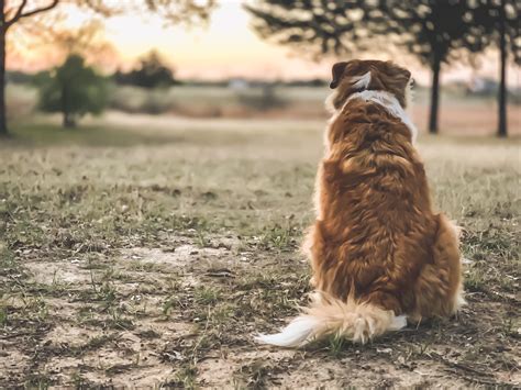 Image result for Dramatic Doggo