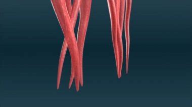 Image result for Mucscl Contraction Animation