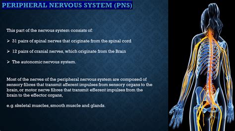 Image result for Nervous System Classification