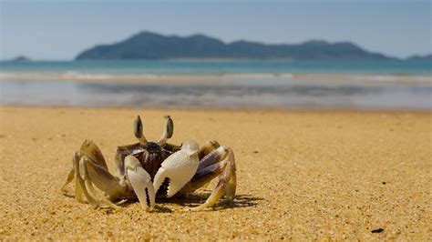 MISSION BEACH CAMPING & CARAVAN PARK - Campground Reviews & Photos ...