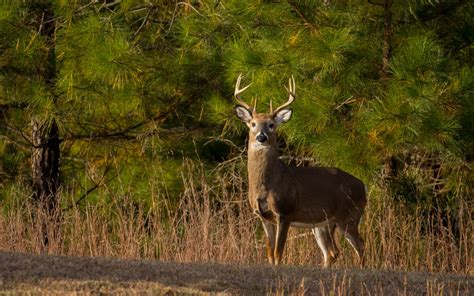 2022 Virginia Deer Season Forecast | Virginia DWR