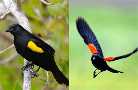 May 2024, Bird of the Month – Yellow-Shouldered Blackbird | U.S. Fish ...