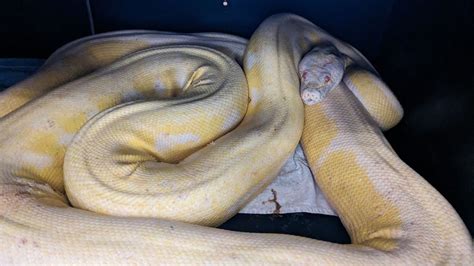 Image result for 16-Foot Python