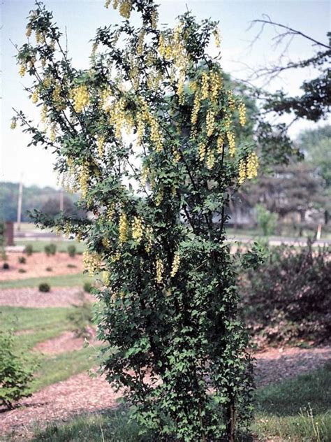 Laburnum alpinum - Scotch laburnum | The Dawes Arboretum