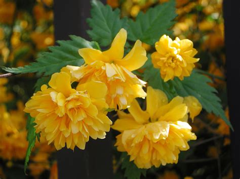 Types Of Flowering Shrubs at Martha Holt blog