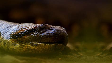 Watch Anaconda: Eaten Alive? Web Series Online, All Seasons and ...