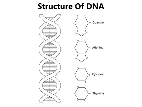Biology DNA and RNA 的图像结果