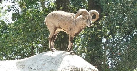 NGT fines Uttarakhand government for failing to prevent diseases ...