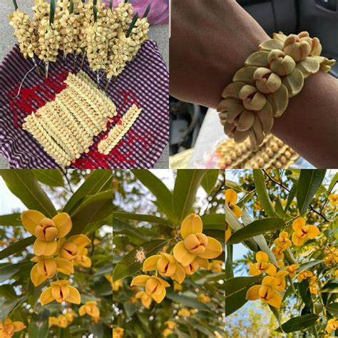 Rumdul Fruit Plant (Sphaerocoryne Affinis) – veliyathgardens