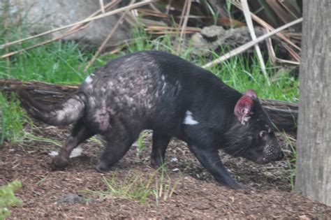 ZOOTOGRAFIANDO (6.100 ANIMALS): DIABLO DE TASMANIA / TASMANIAN DEVIL ...