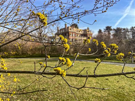 Apr 1 | Opening Day of Old Westbury Gardens' 2024 Season! | Mineola, NY ...