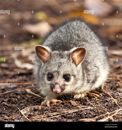 Australian possum hi-res stock photography and images - Alamy