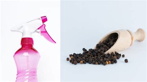 घर से छिपकली भगाने के घरेलू उपाय - Chipkali Bhagane Ka Gharelu Tarika ...