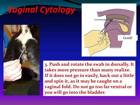 Canine vaginal_cytology_final.pptx