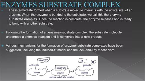 Enzyme substrate complex and enzyme action. | PPTX