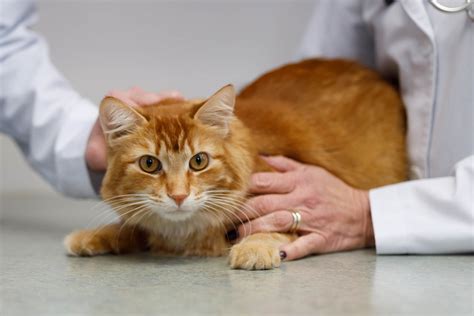 Behavior – The Cat Care Clinic Veterinary Services Orange, CA – Cat Hospital Health Veterinarian