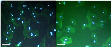 Gelatin-Based Polymers Can Be Processed to Highly Resilient ...