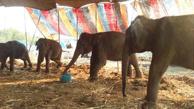 Largest rescue of abused circus animals successful in Nanded - Times of ...