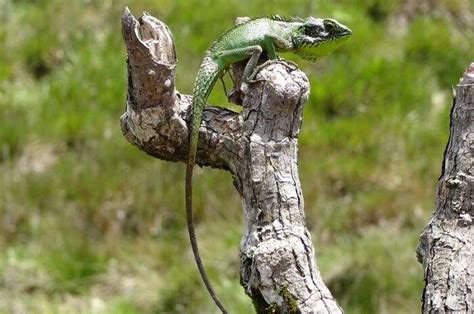 The Handy Horton Plains National Park Guide For Trippers