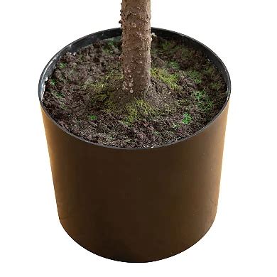 nearly natural 5-ft. Artificial Real Touch Down Swept Norfolk Pine Tree