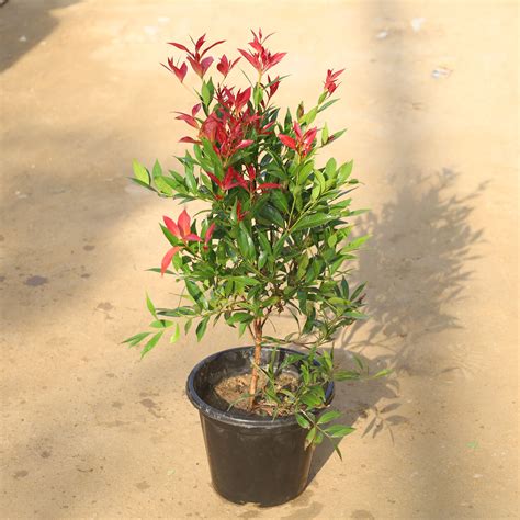 Syzygium Red Plant in 8 Inch Nursery Pot – Eazy Garden