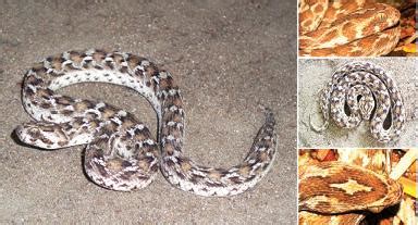 நல்ல பாம்பு 8: சூது அறியாத சுருட்டை விரியன் | nalla pambu - hindutamil.in