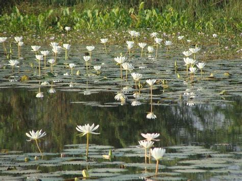 THOL LAKE (2026) All You Need to Know BEFORE You Go (with Photos ...