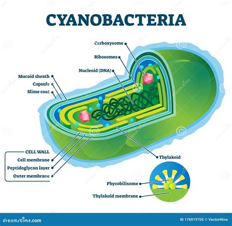 Reproduction Of Cyanobacteria