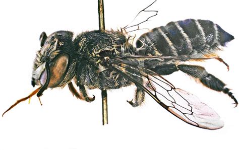 Megachilidae