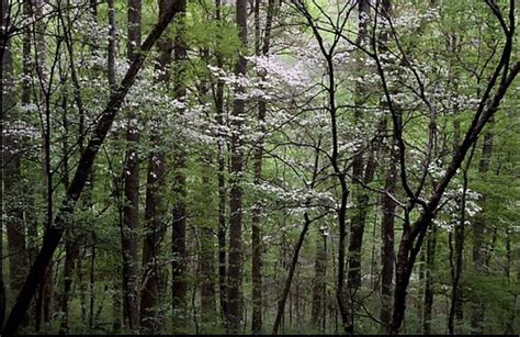 TRAIN ROBBER RANCH (Rusk) - Ranch Reviews & Photos - Tripadvisor