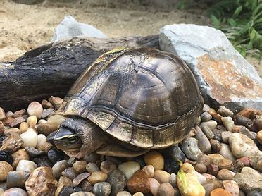 Image result for malayan box turtle setup