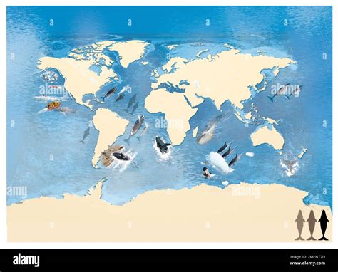 Map of types of whales around the world Stock Photo - Alamy