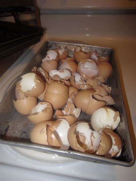 Image result for Egg Shell Recycle