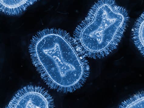 Human monkeypox outbreak | Meer