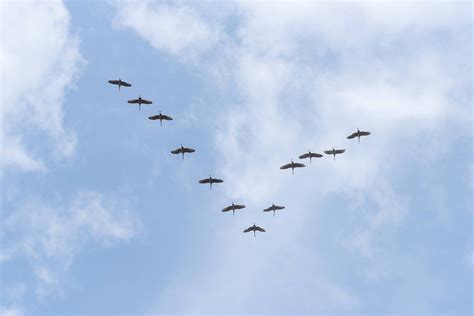 Wood Thrush Notes: Presentations, Bluebirds Exploring Boxes, Sandhill Crane Migration — The Wood ... - migration of sandhill cranes