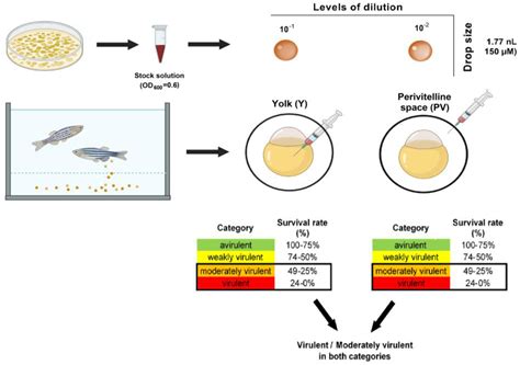 Evaluating the In Vivo Virulence of Environmental Pseudomonas ...