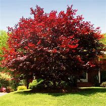 Image result for Emperor Japanese Maple for Sale
