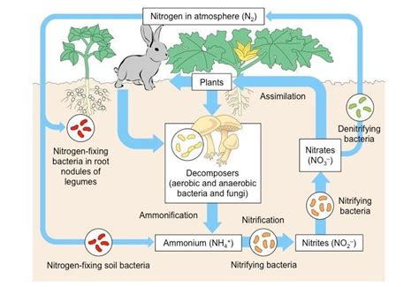Define nitrogen cycle .Draw a labeled diagram of nitrogen cycle ...