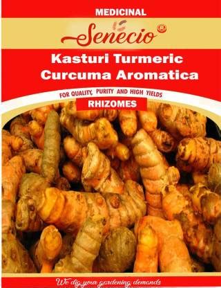 SENECIO® Kasturi Turmeric Curcuma Aromatica, Live Rhizomes For Growing ...