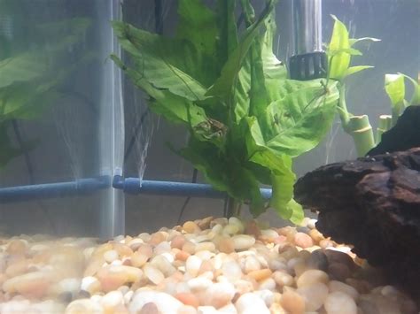 Image result for Native Fish Tank