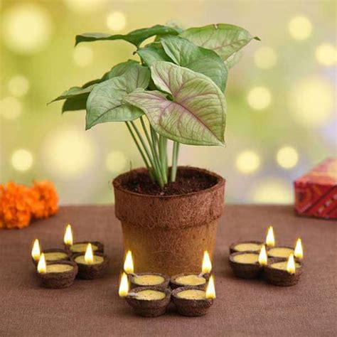Buy Eco Friendly Plant Gifts online from Nurserylive at lowest price.